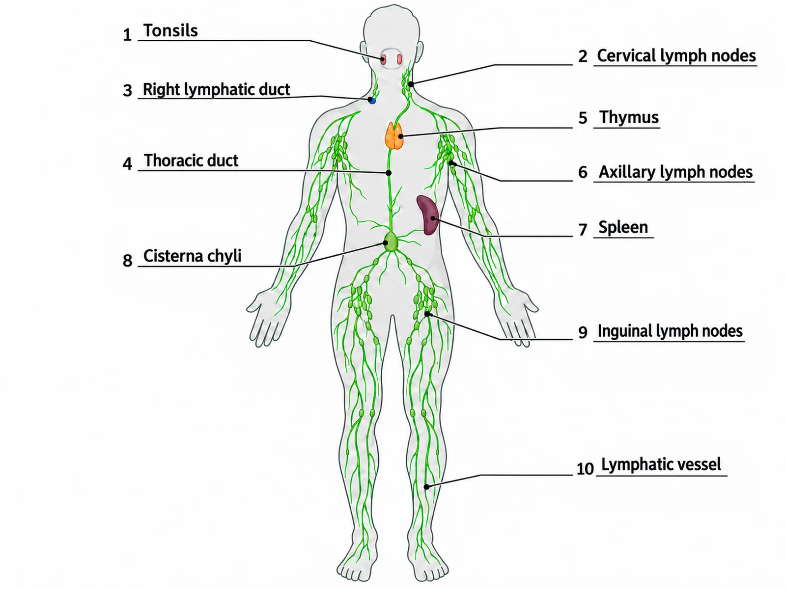 Answer key for the blank lymphatic system worksheet, with the same ten numbered lines filled in from tonsils to lymphatic vessel