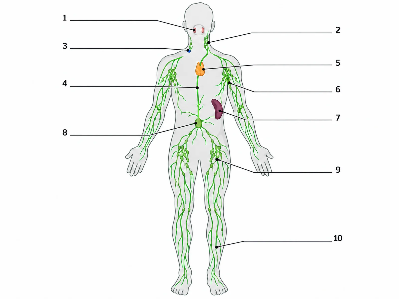 Lymphn System Lymphatic System Diagram With Labels & Blank to Label | SciFigure AI