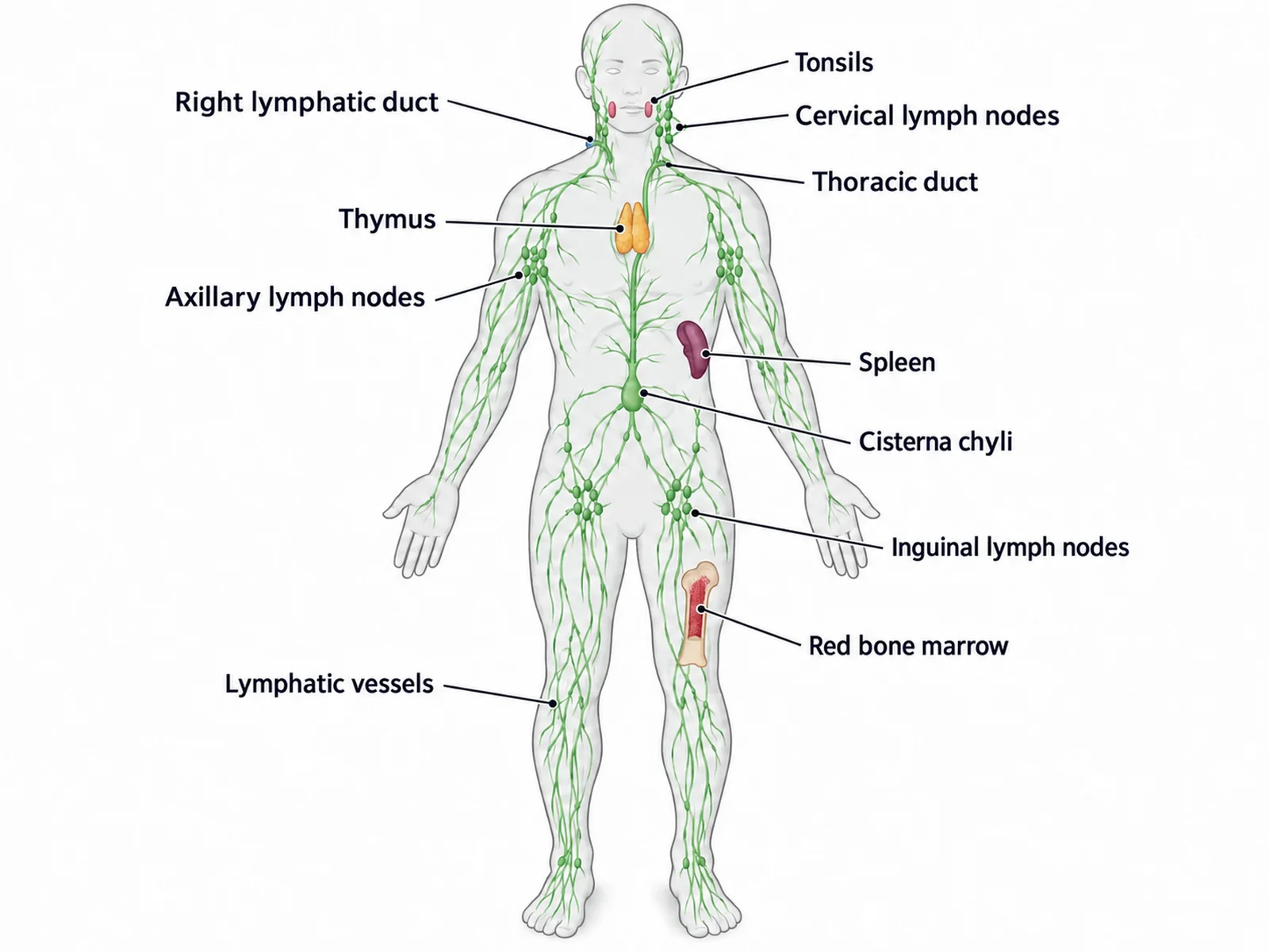 Lymphn System Lymphatic System Diagram With Labels & Blank to Label | SciFigure AI