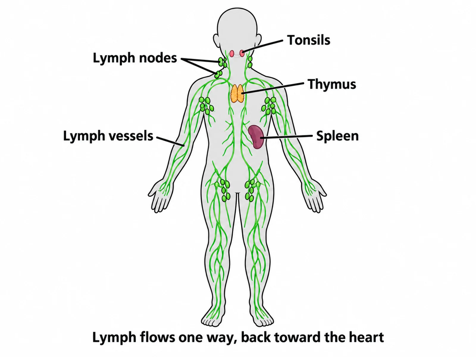 Lymphn System Lymphatic System Diagram With Labels & Blank to Label | SciFigure AI
