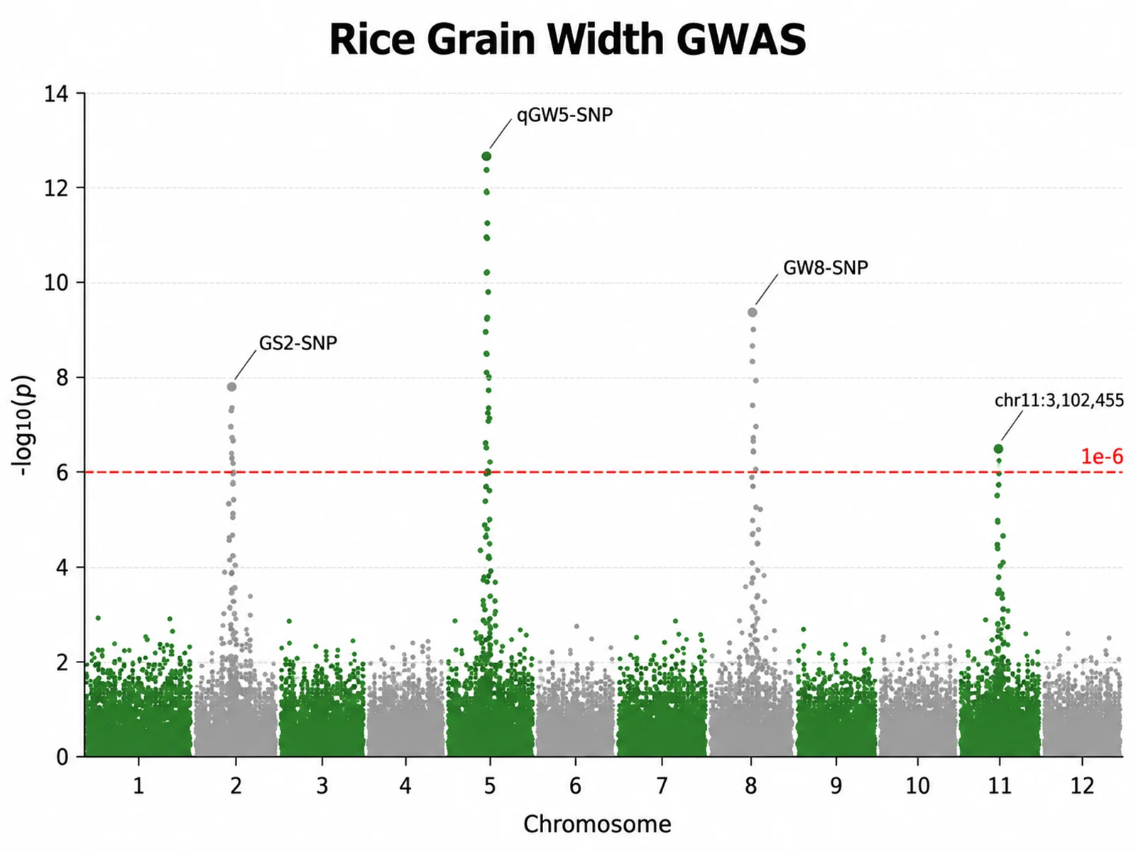 Manhattan Plot Generator: Rice Grain Width GWAS scientific chart example