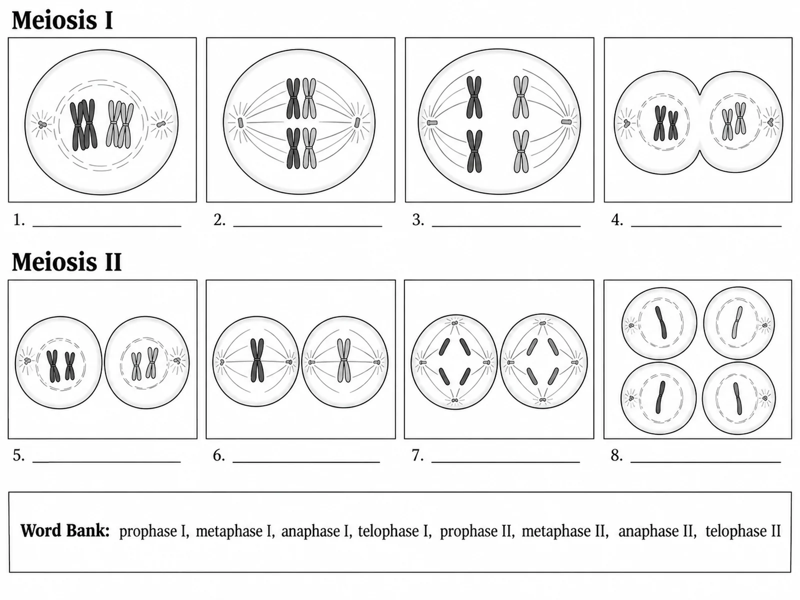 Blank meiosis worksheet with eight empty phase panels and ruled label lines for students to complete