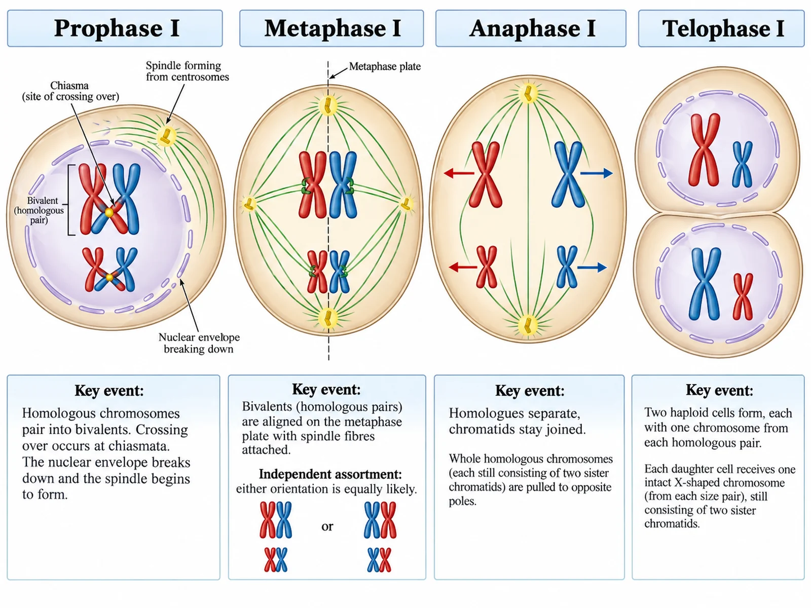 Detailed labeled diagram of prophase I, metaphase I, anaphase I, and telophase I with chromosome behaviour annotated
