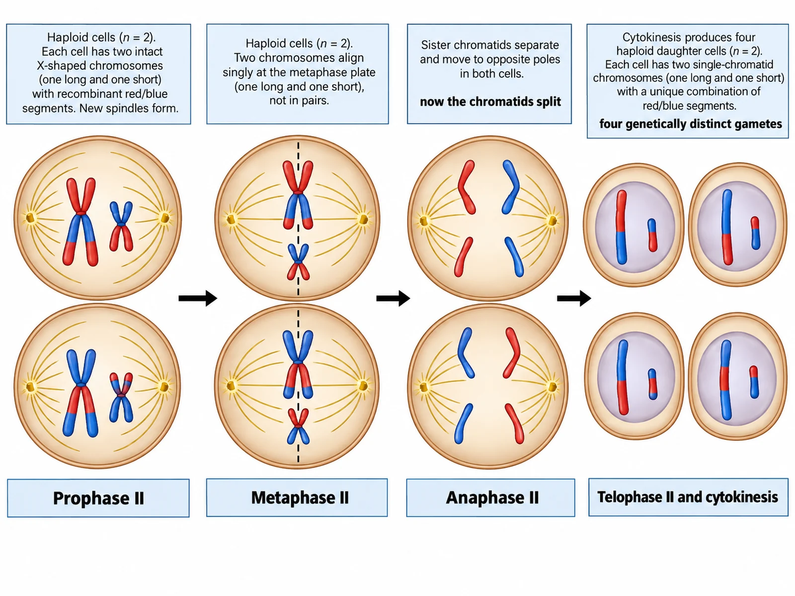 Detailed labeled diagram of prophase II, metaphase II, anaphase II, and telophase II ending in four haploid gametes
