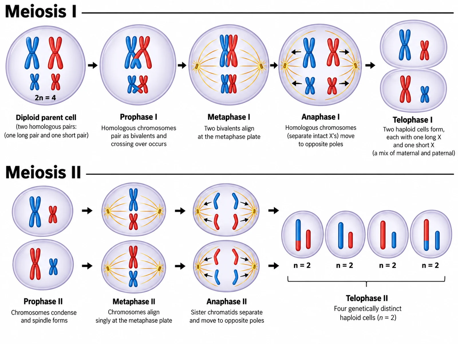 Meiosis Diagram Generator preview