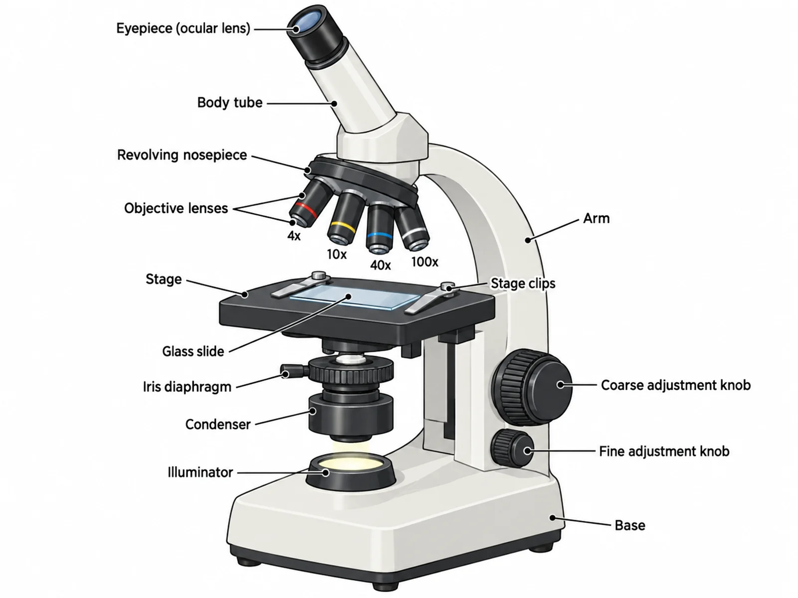 Labeled compound light microscope diagram naming the eyepiece, body tube, nosepiece, objective lenses, stage, condenser, illuminator, and both adjustment knobs