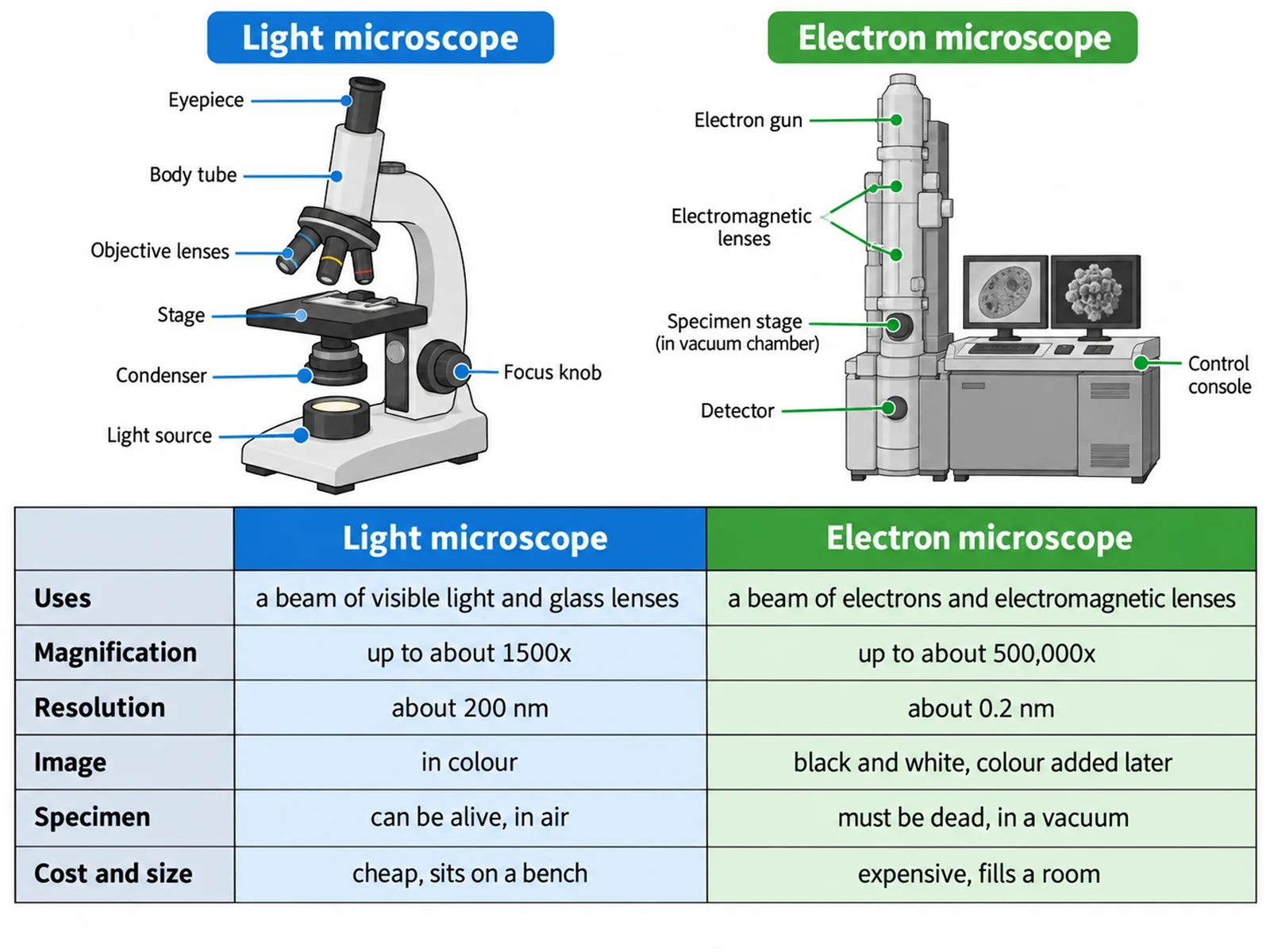 Side-by-side comparison of a compound light microscope and an electron microscope with magnification, resolution, and specimen differences