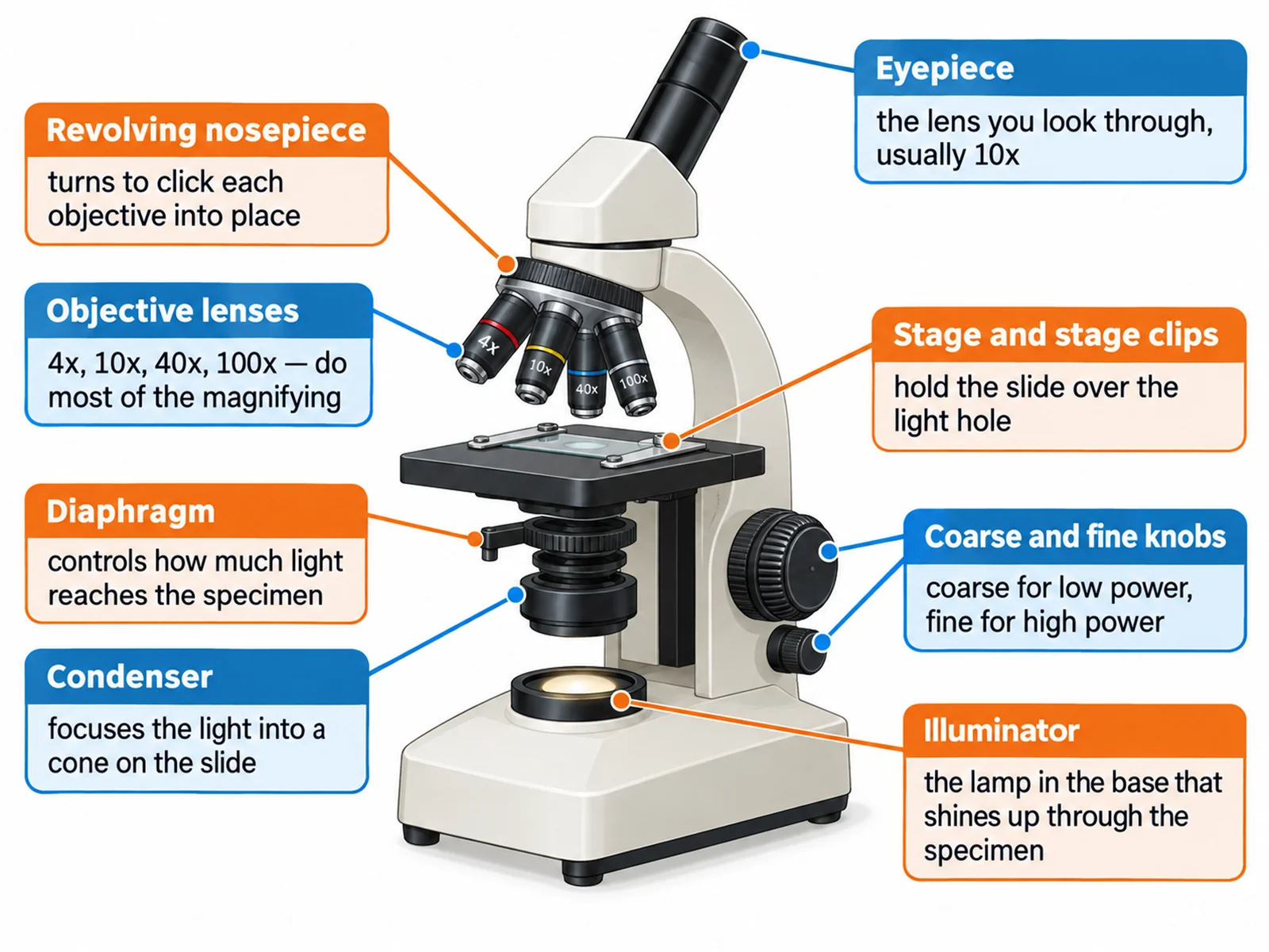 Microscope diagram with callout cards describing what the eyepiece, objectives, stage, diaphragm, condenser, illuminator, and focus knobs each do