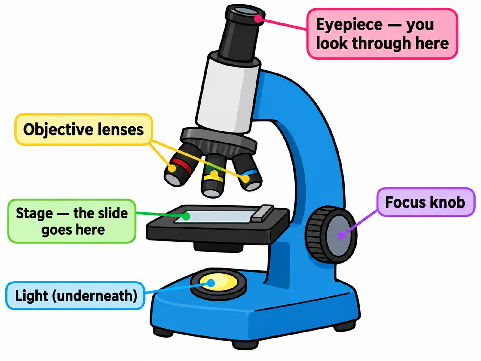 Simple easy-to-draw microscope with bold outlines and five basic labels for younger students
