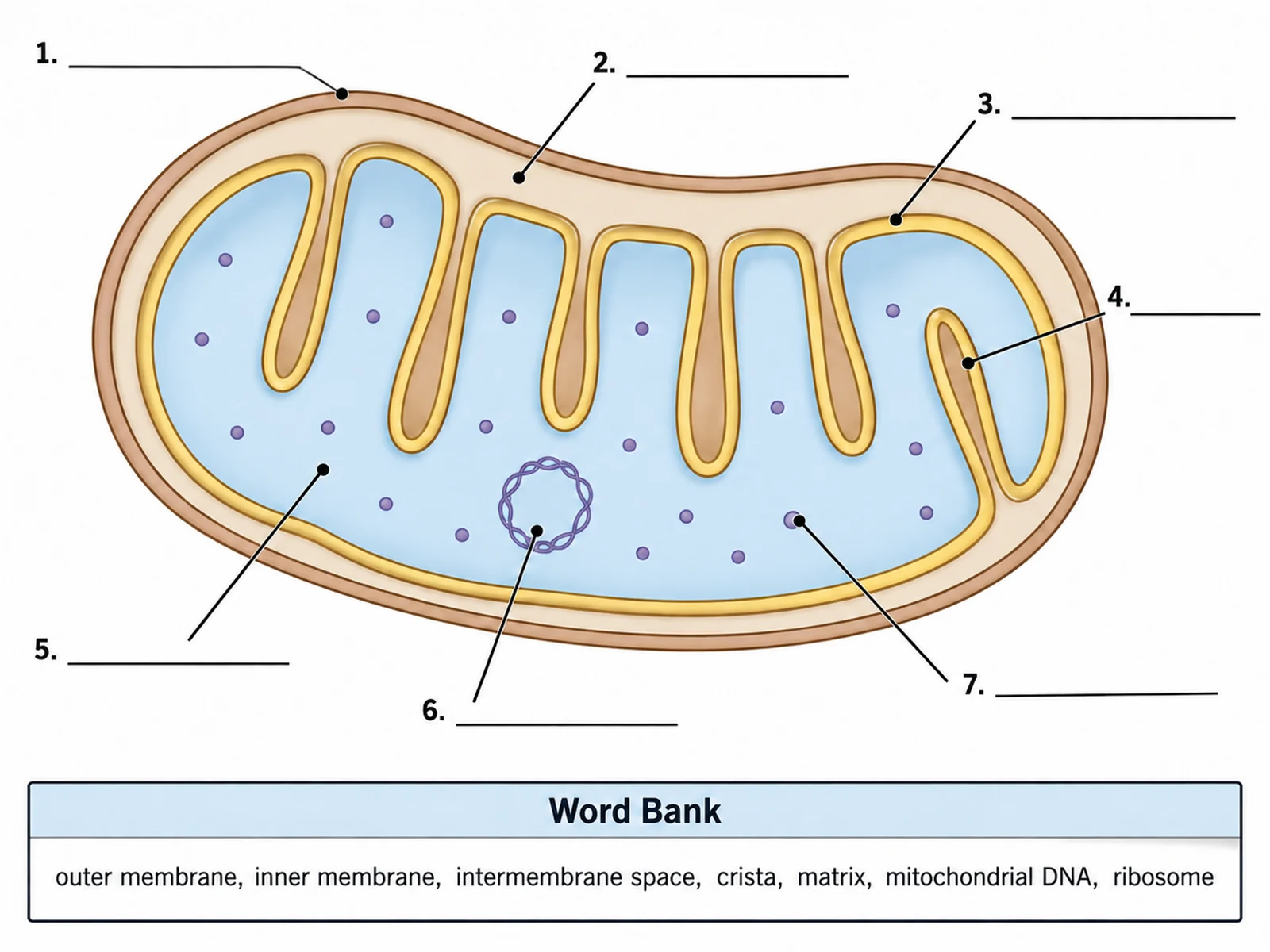 Blank unlabeled mitochondria diagram with numbered empty label lines for students to complete