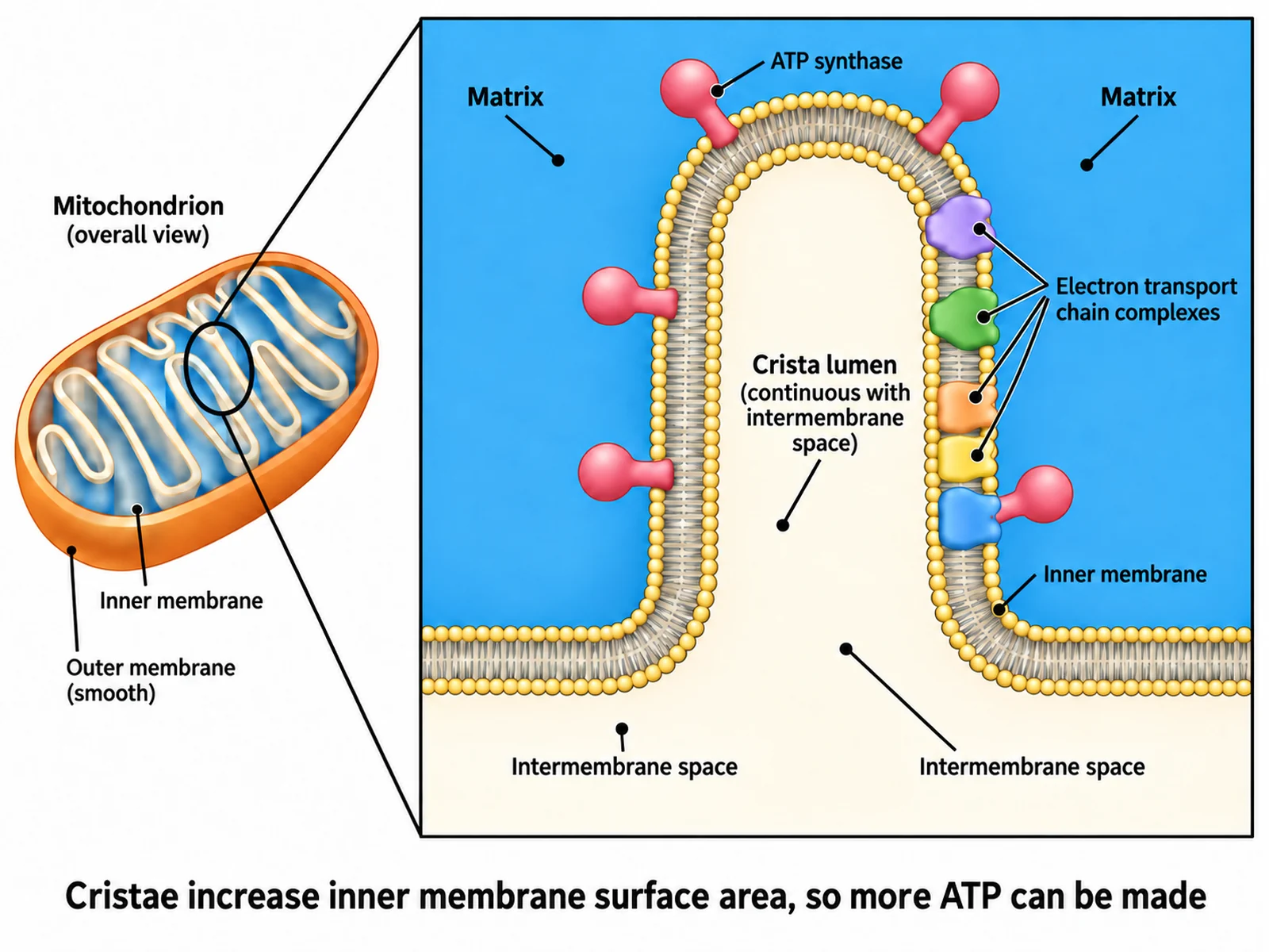 Magnified view of a single crista showing ATP synthase particles and electron transport chain complexes on the inner membrane