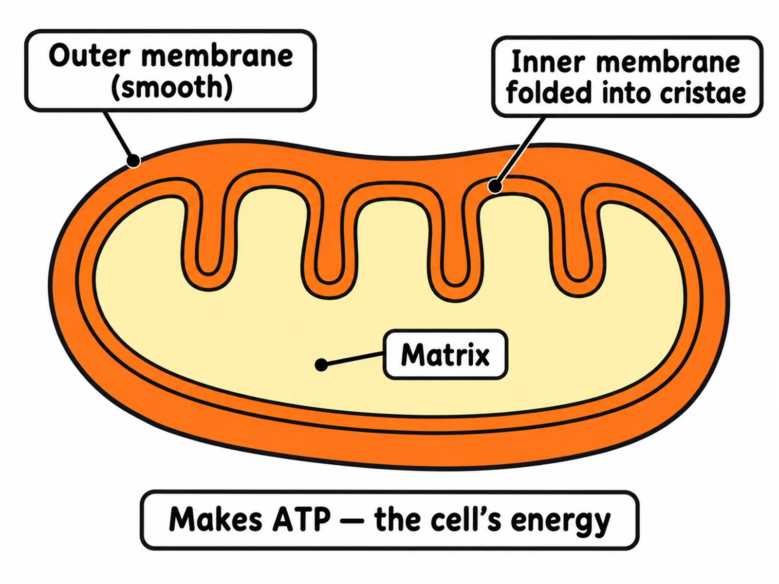 Simple easy-to-draw mitochondrion with a smooth outer outline, folded inner membrane, and three basic labels