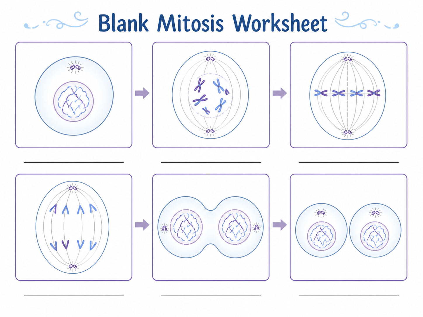 Blank mitosis worksheet layout with cells for each phase and spaces for labels