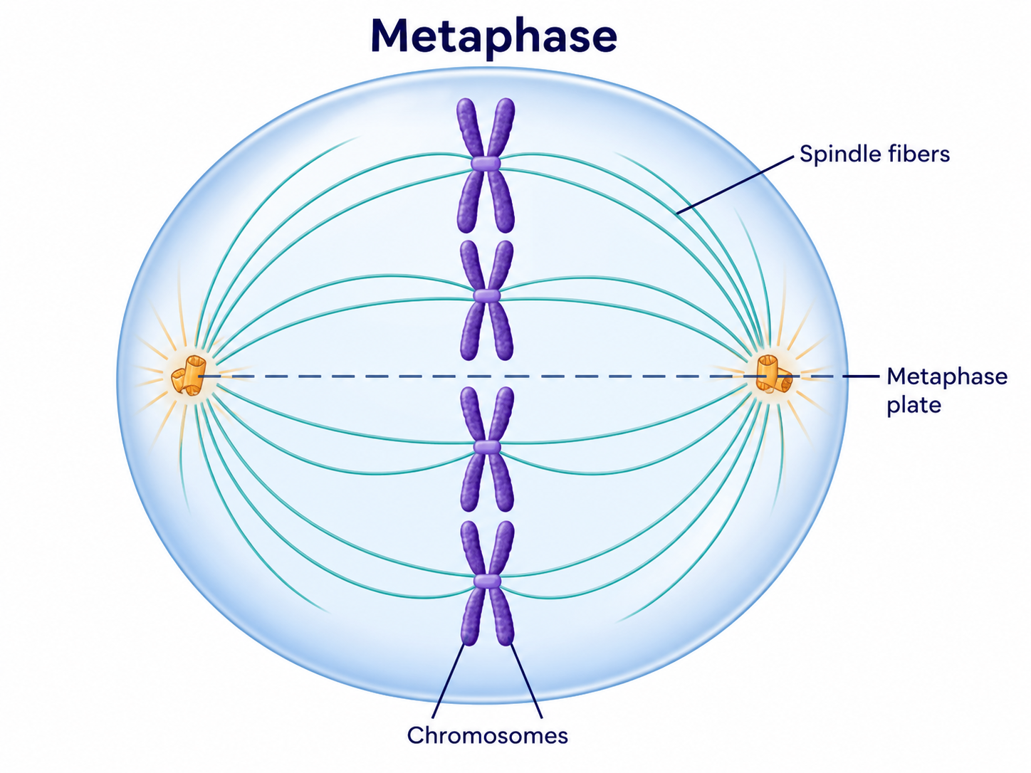 Metaphase diagram showing chromosomes aligned on the metaphase plate with spindle fibers attached