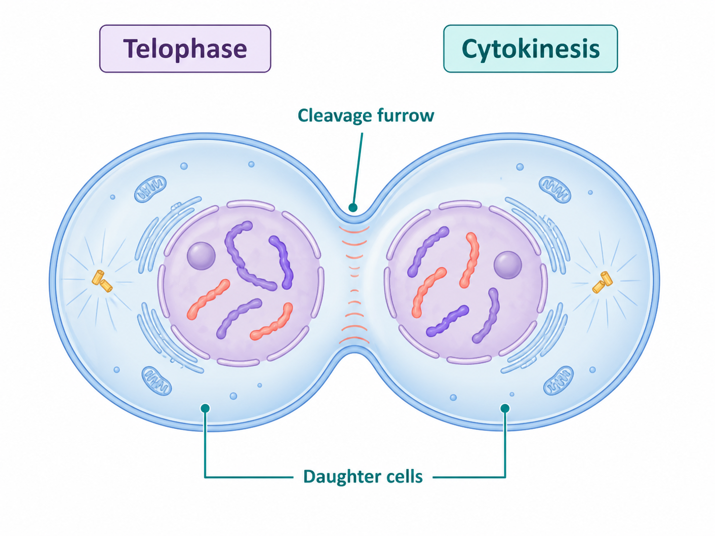 Telophase and cytokinesis diagram showing new nuclei and daughter cells forming