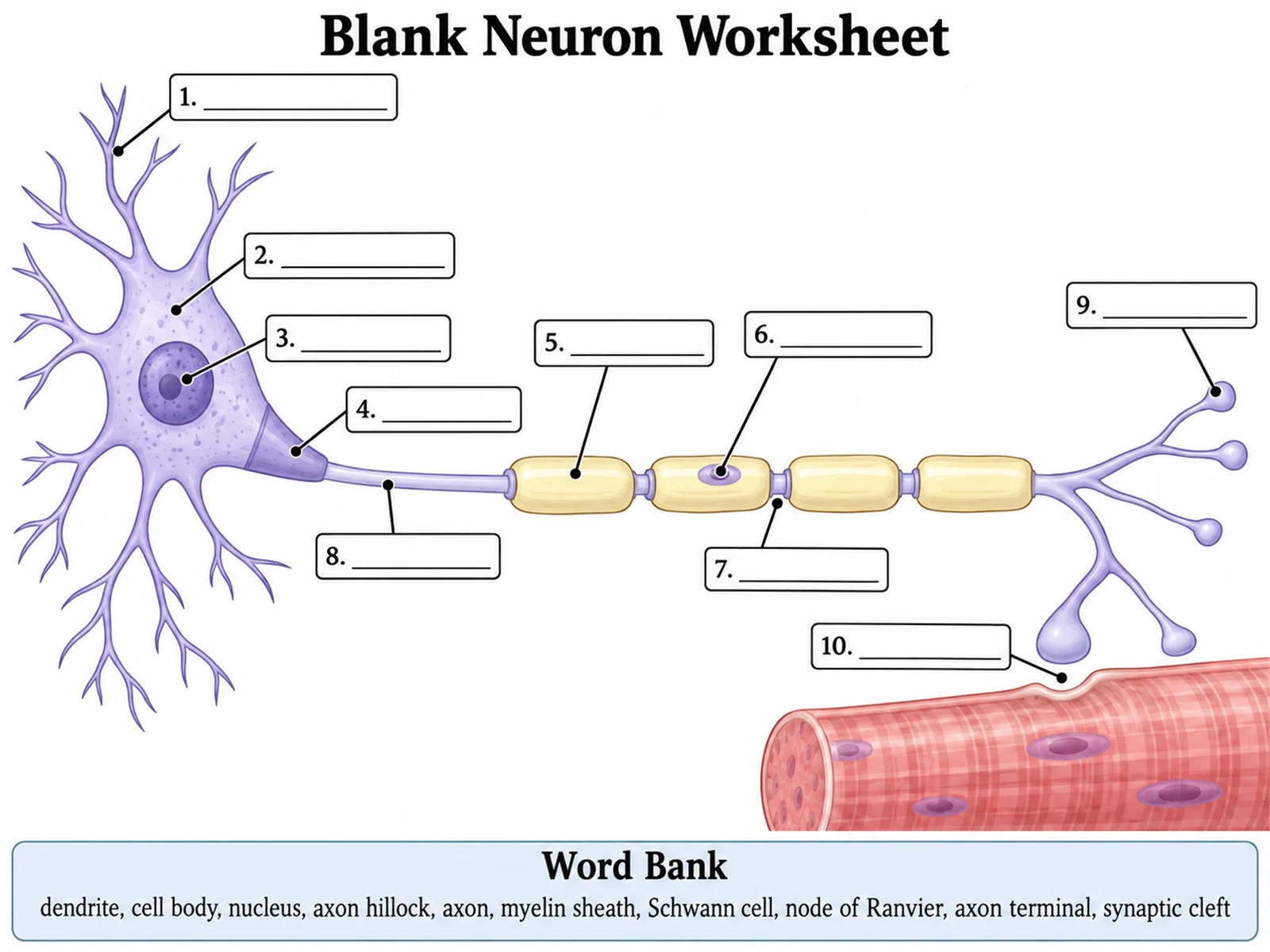 Blank unlabeled neuron diagram with numbered empty label lines and a word bank for students to complete