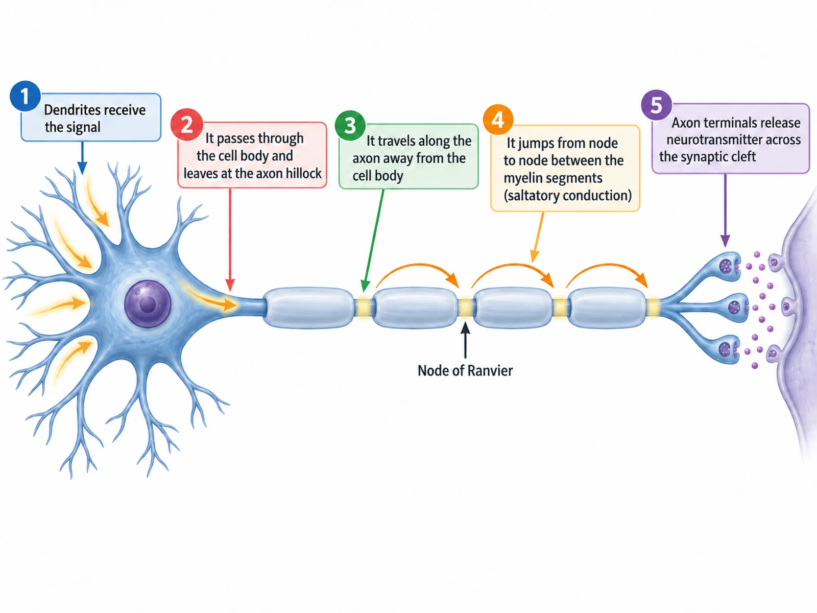 Diagram tracing a nerve impulse from the dendrites along a myelinated axon, jumping between nodes of Ranvier, to release at the synapse