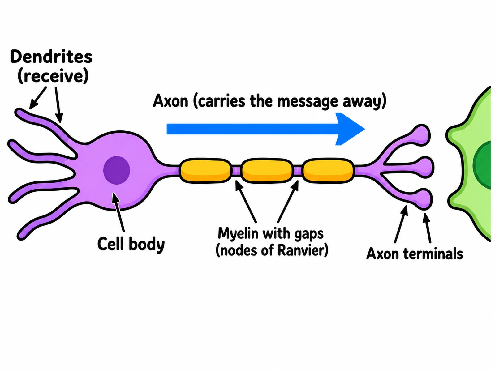 Simple easy-to-draw neuron with a cell body, axon, three myelin blocks, and a few basic labels
