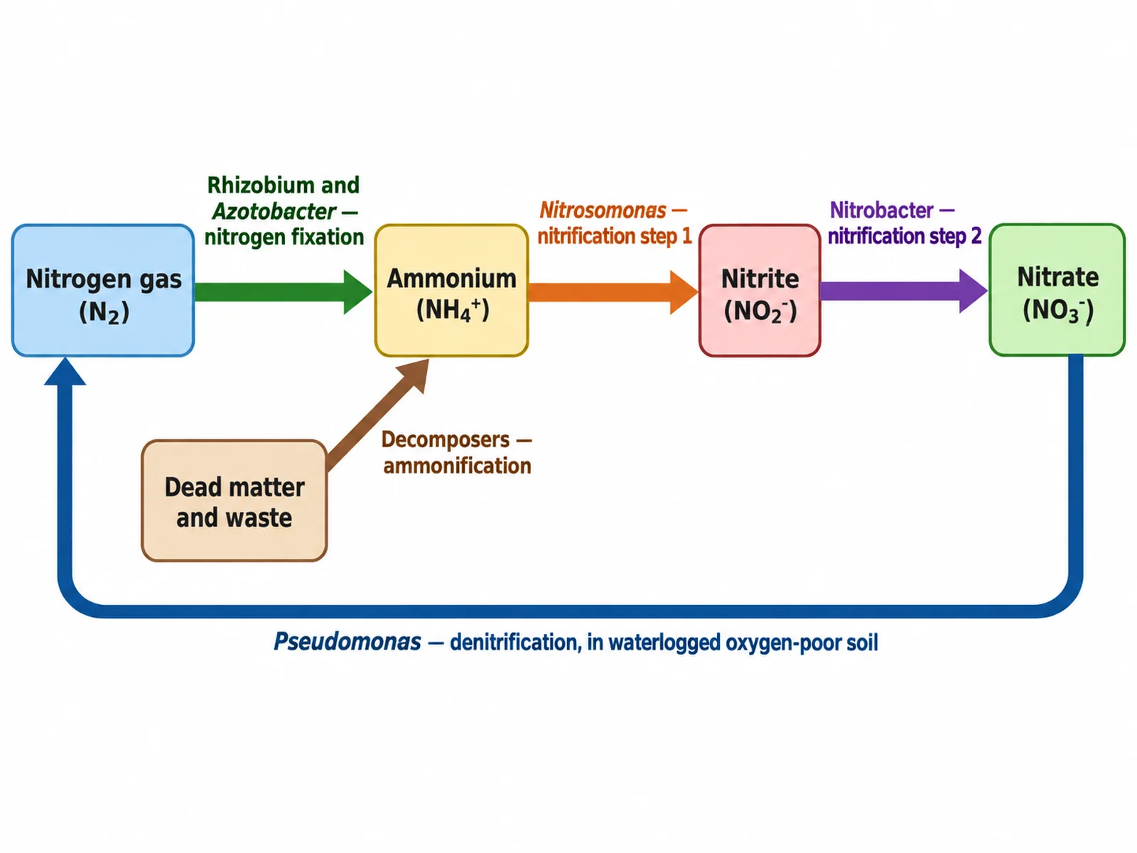 Flow chart naming Rhizobium, Nitrosomonas, Nitrobacter, decomposers, and Pseudomonas against the step each one performs