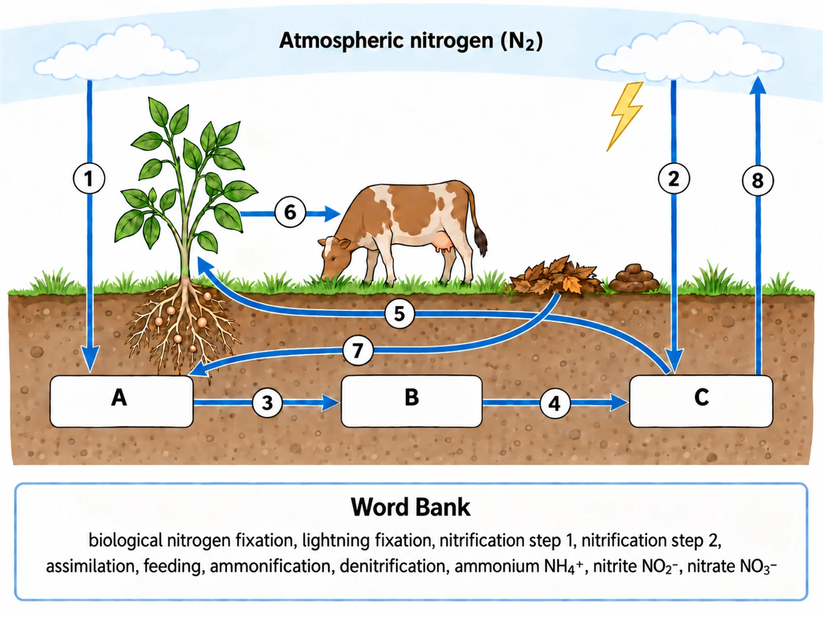 Blank unlabeled nitrogen cycle diagram with numbered empty label lines and a word bank for students to complete
