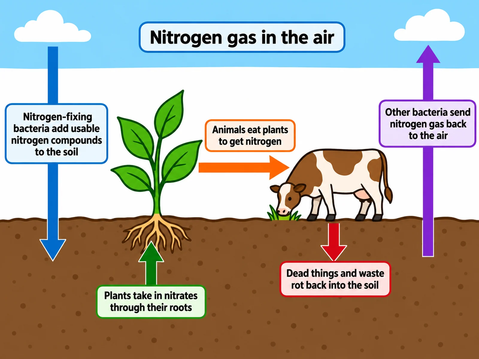 Simple easy-to-draw nitrogen cycle for younger students with four plain-wording labeled arrows