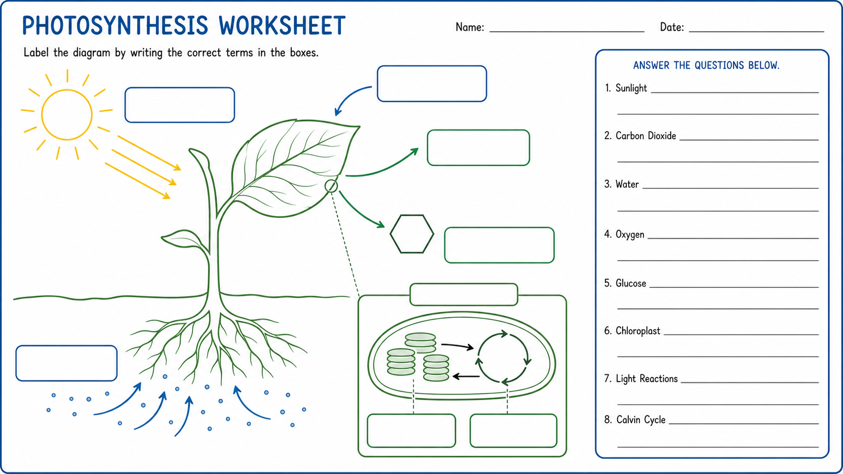 Blank photosynthesis worksheet diagram with plant, sunlight arrows, roots, gas exchange arrows, chloroplast inset, empty label boxes, and answer lines