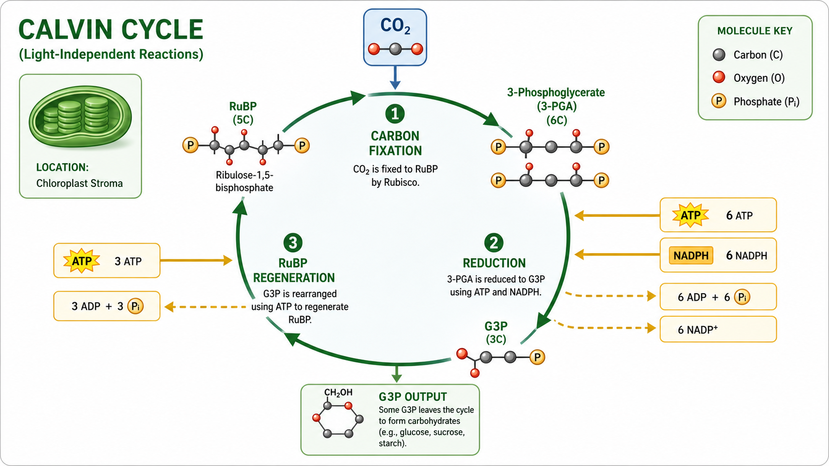 Calvin cycle photosynthesis diagram showing CO2 fixation, ATP and NADPH inputs, G3P sugar output, and chloroplast stroma context