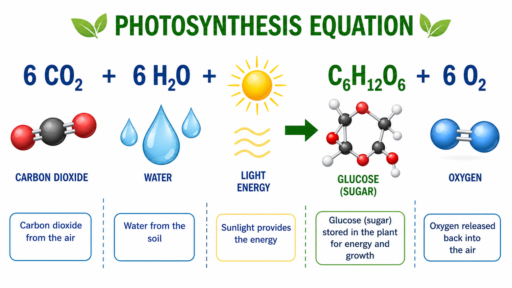 Simple photosynthesis diagram with the equation carbon dioxide plus water plus light produces glucose and oxygen