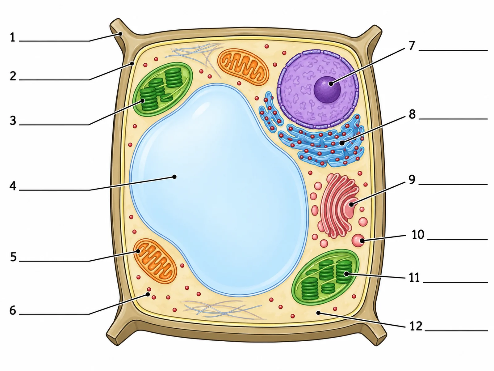 Blank unlabeled plant cell diagram with empty label lines for students to complete