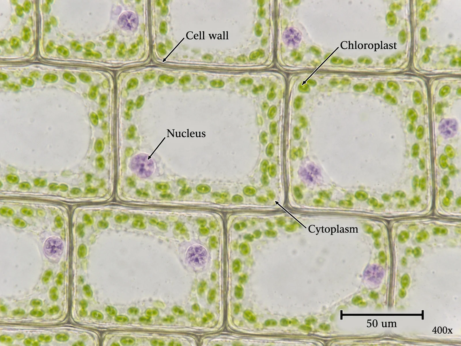 Labeled diagram of plant cells as they appear under a light microscope, showing the cell wall grid, chloroplasts, and nuclei