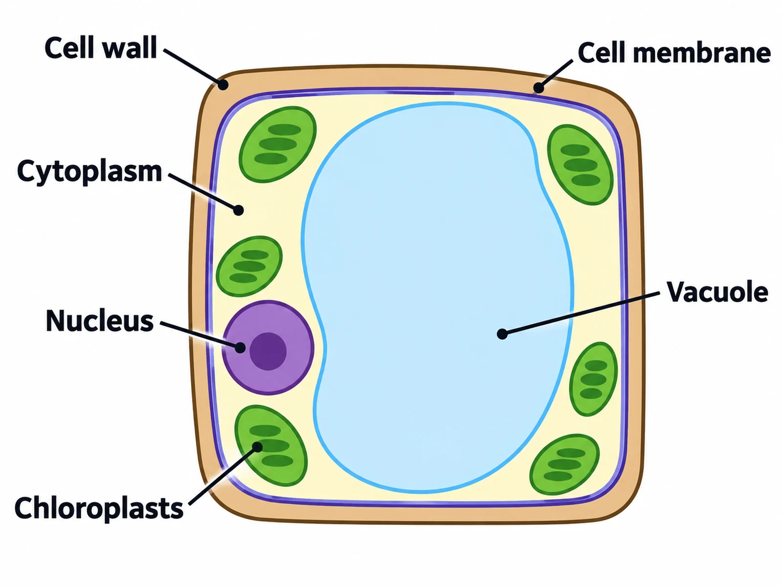 Simple plant cell diagram for younger students labeling only the cell wall, cell membrane, cytoplasm, nucleus, chloroplasts, and vacuole