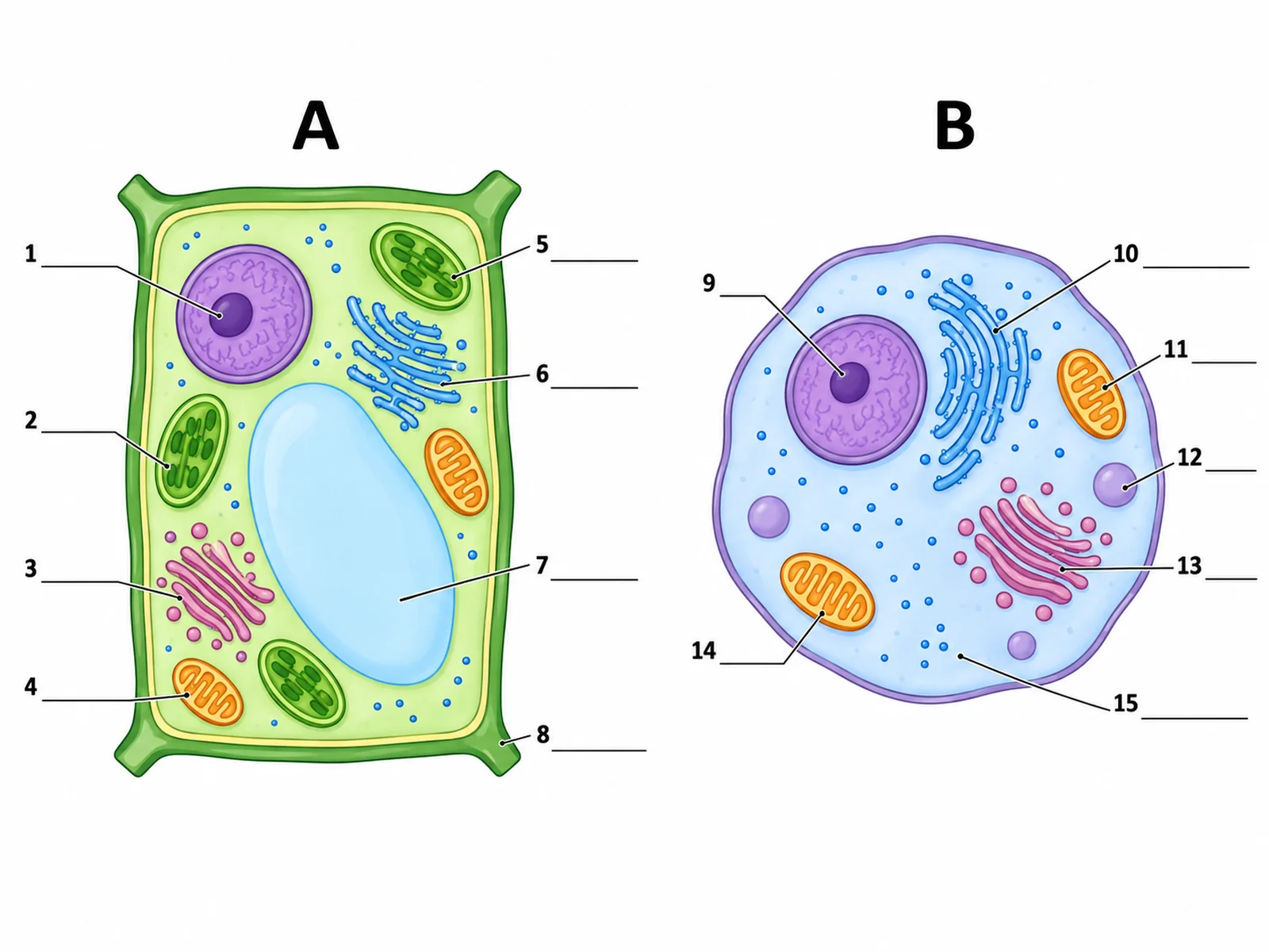 Blank unlabeled plant and animal cell drawings side by side with numbered empty label lines