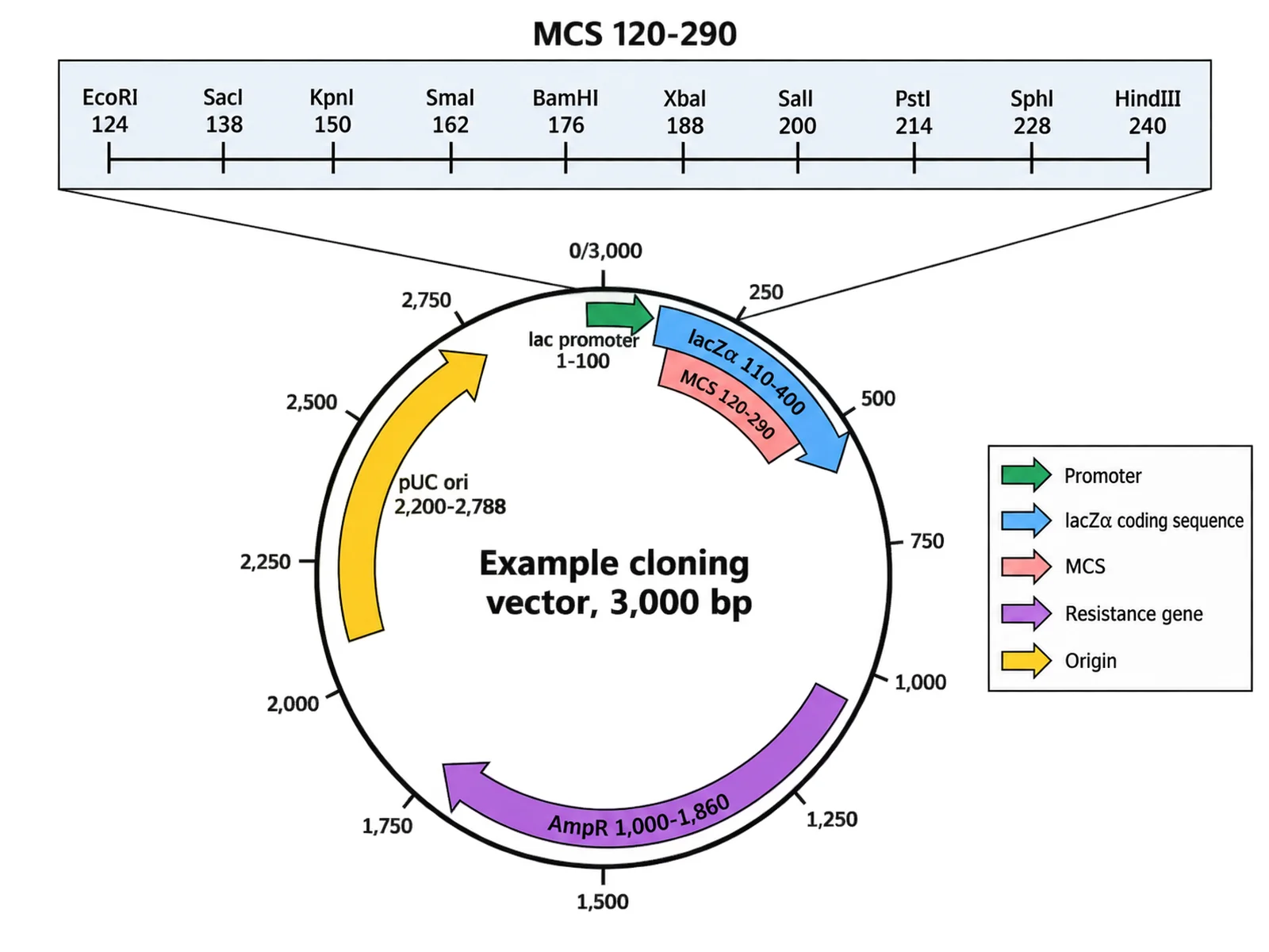 Circular plasmid map of an example 3,000 bp cloning vector with a multiple cloning site, labeled restriction sites, lacZ alpha, AmpR, and pUC ori