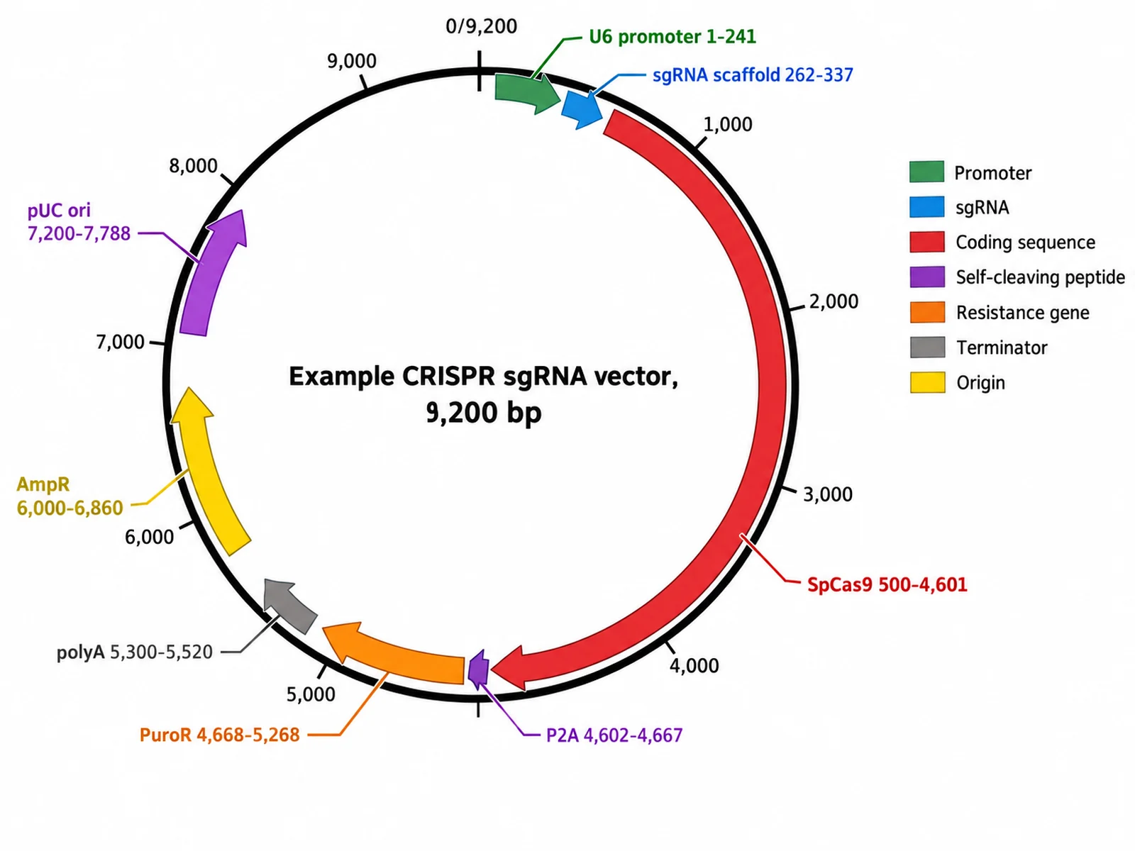 Circular plasmid map of an example 9,200 bp CRISPR vector with U6 promoter, sgRNA scaffold, Cas9, and P2A-puro
