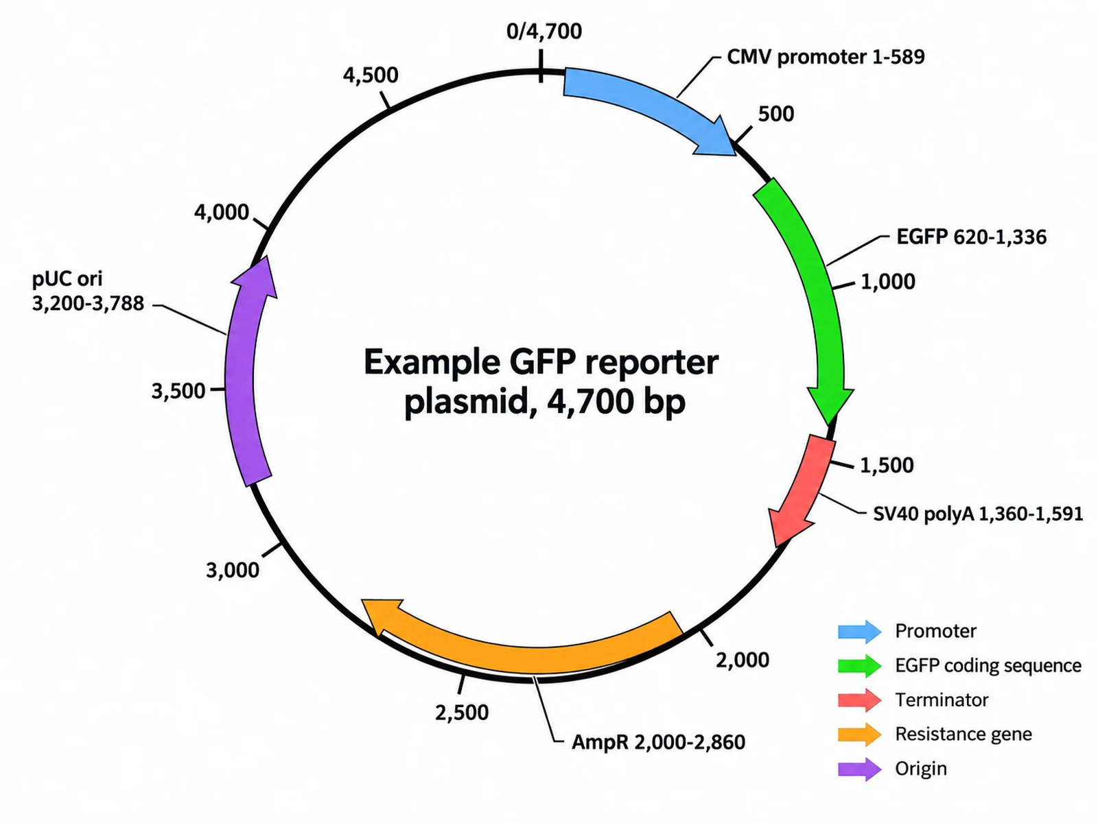 Circular plasmid map of an example 4,700 bp GFP reporter plasmid with CMV promoter, EGFP, SV40 polyA, AmpR, and pUC ori