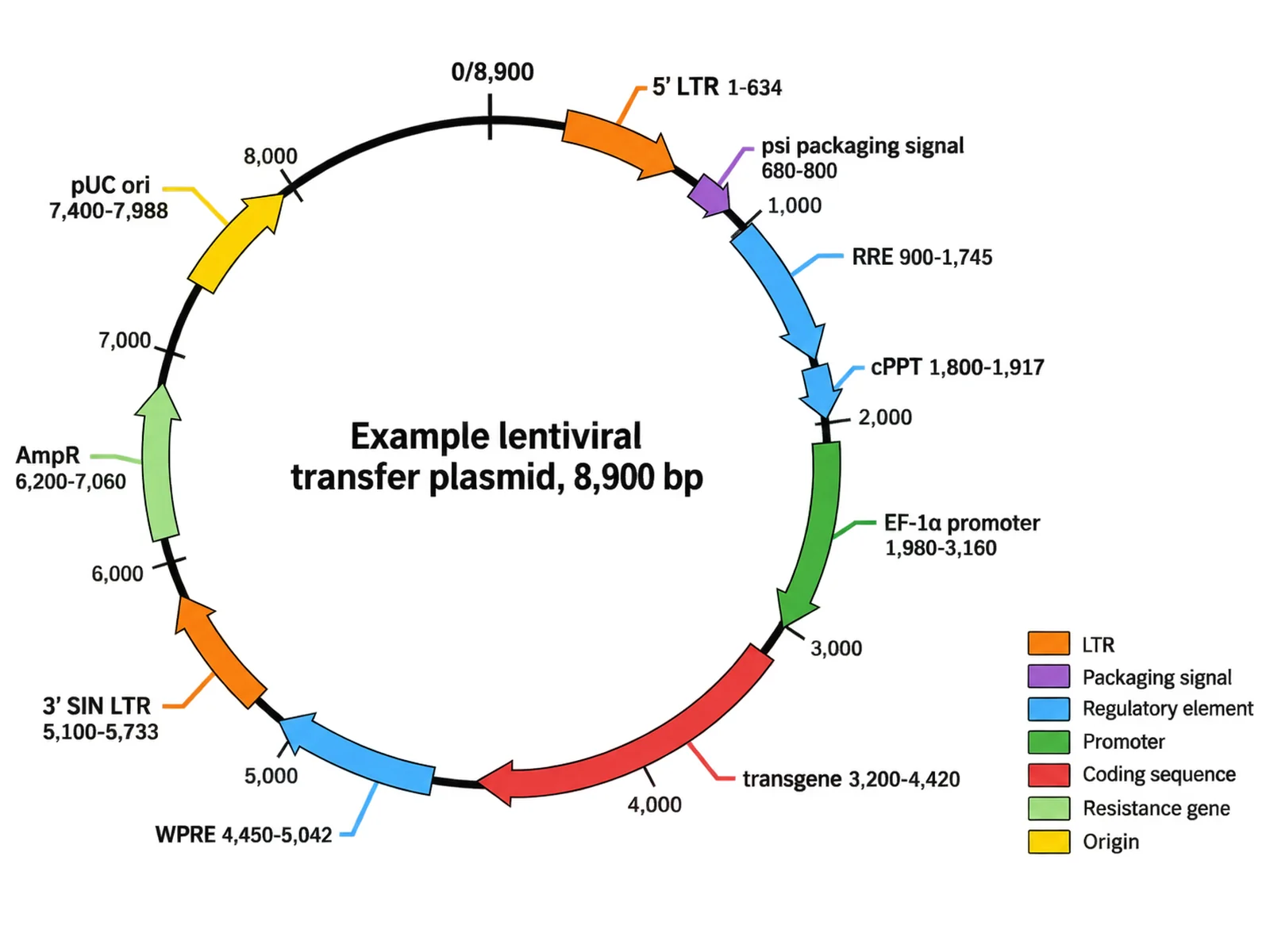 Circular plasmid map of an example 8,900 bp lentiviral transfer plasmid with LTRs, psi, RRE, cPPT, and WPRE