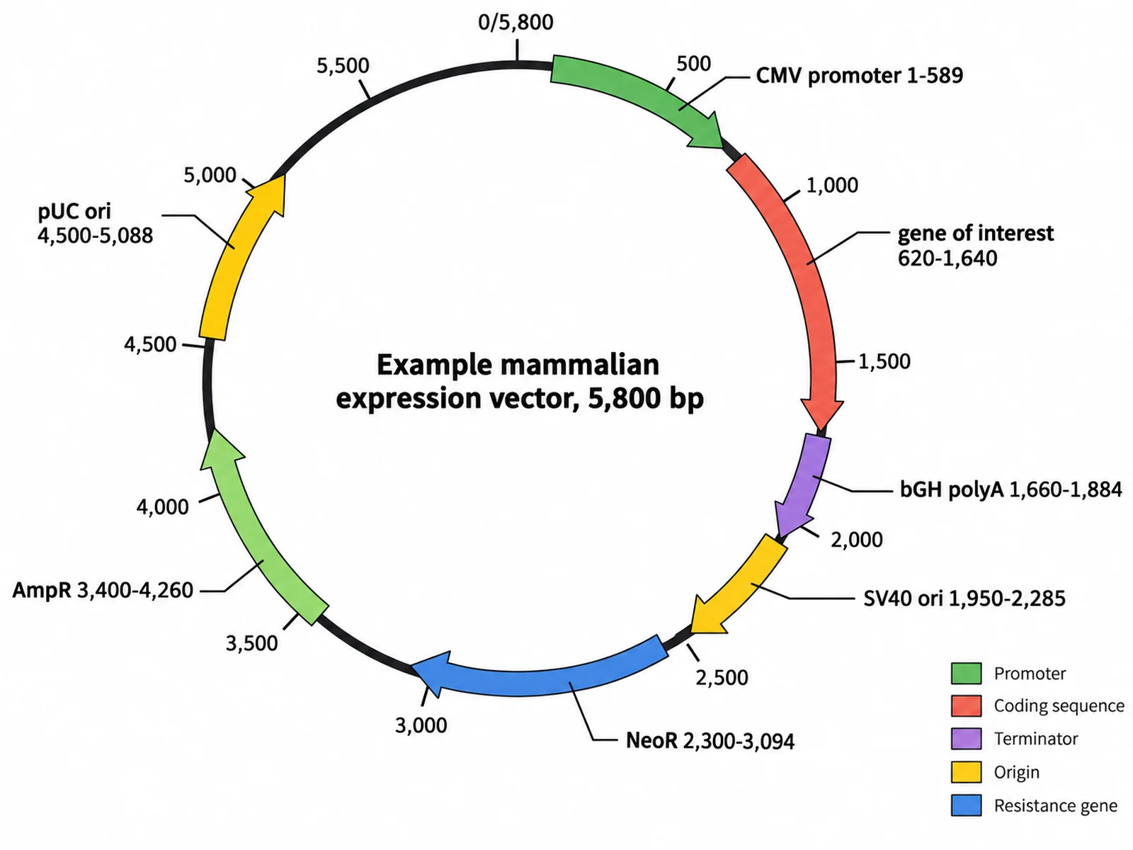 Circular plasmid map of an example 5,800 bp mammalian expression vector with CMV promoter, bGH polyA, SV40 ori, NeoR, AmpR, and pUC ori