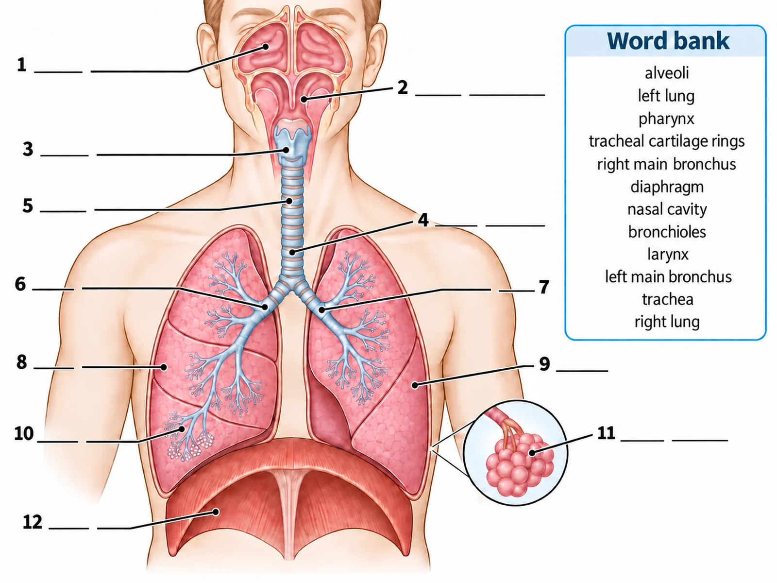Blank unlabeled respiratory system diagram with numbered empty label lines and a word bank for students to complete