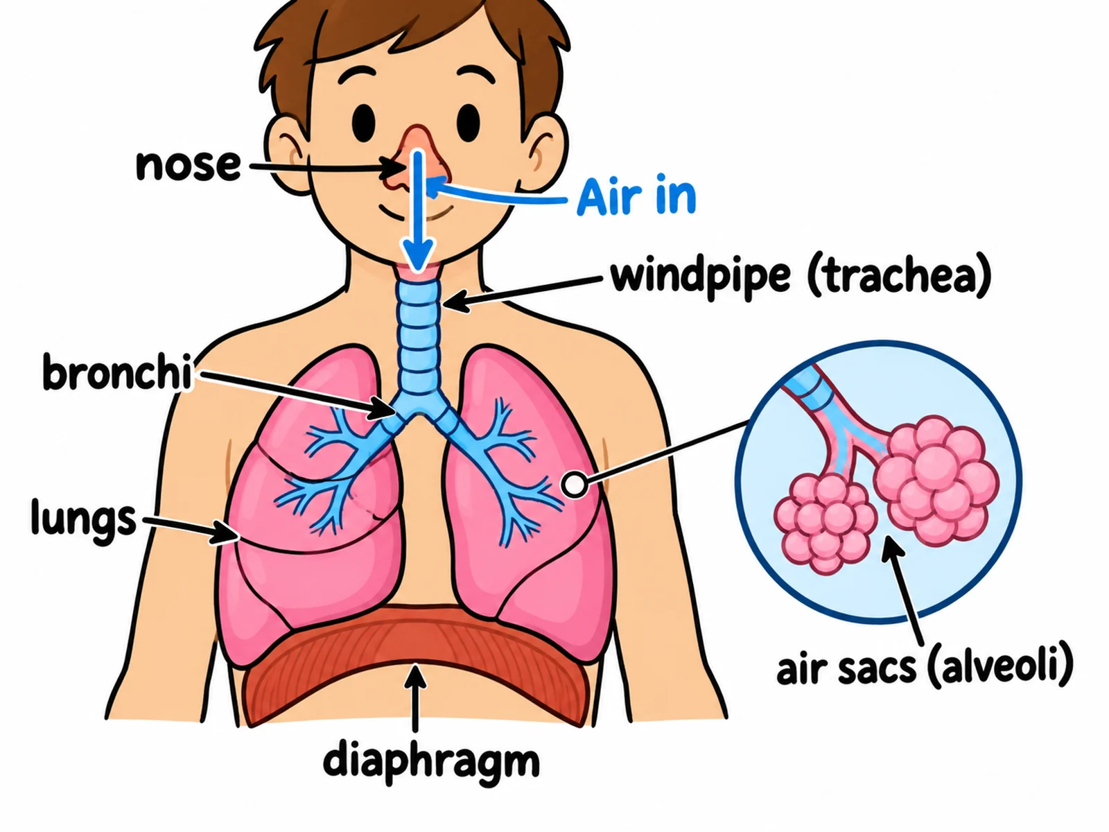 Simple respiratory system drawing for younger students labeling only the nose, windpipe, bronchi, lungs, air sacs, and diaphragm