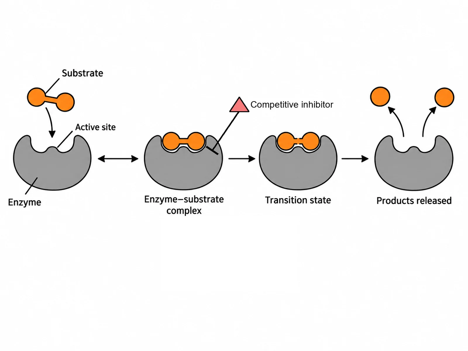 Schema eines Enzymmechanismus mit Substratbindung, Übergangszustand und Produktfreisetzung, mit Doppelpfeil für den reversiblen Schritt und Hemmbalken