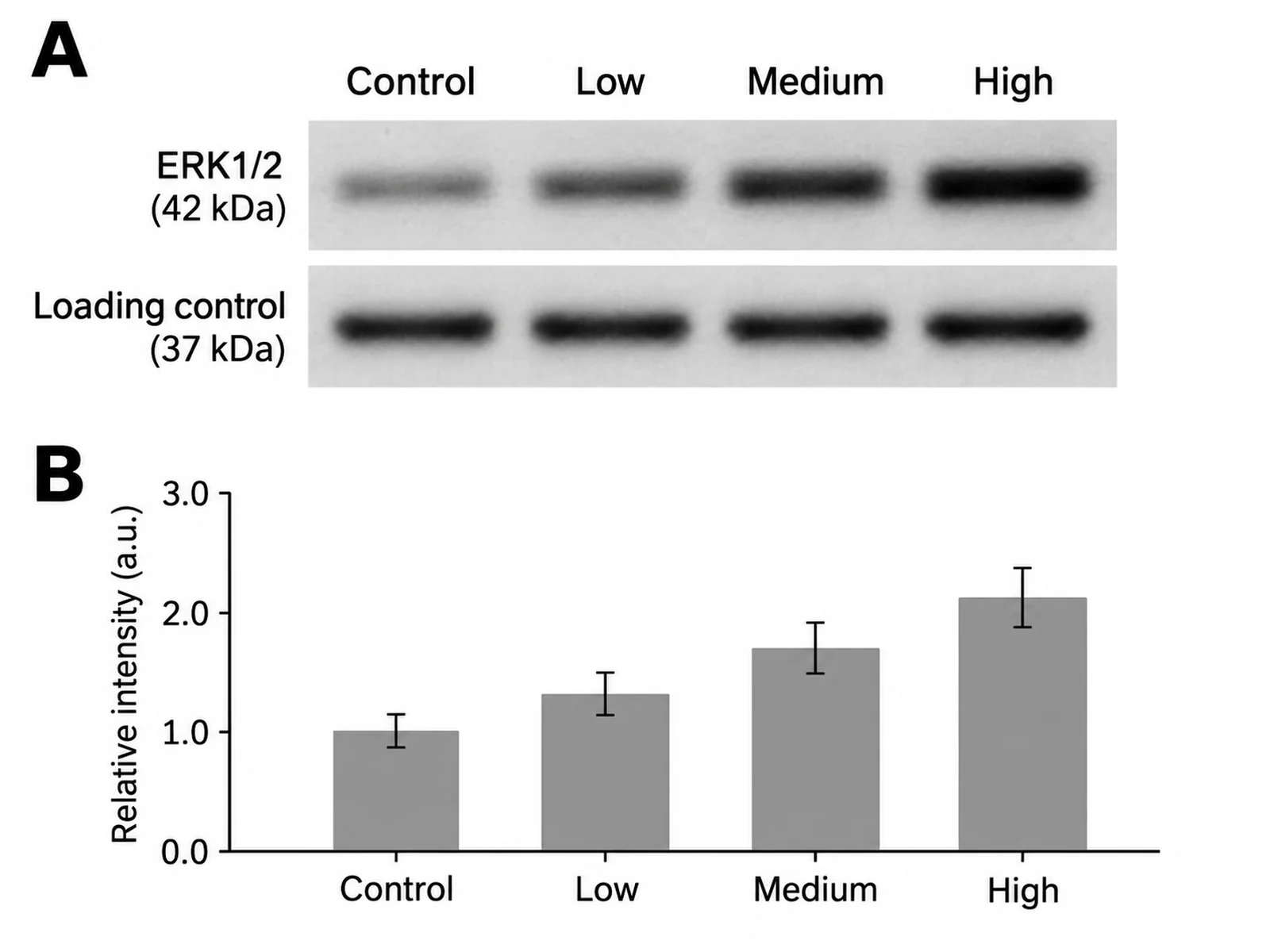 Abbildung mit zugeschnittenem Western Blot mit Banden von Zielprotein und Ladekontrolle, darunter ein Balkendiagramm der quantifizierten Bandenintensitäten