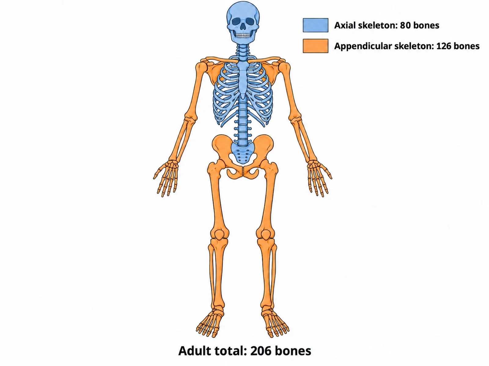 Skeleton diagram color-coded into the axial skeleton (skull, vertebral column, ribs, sternum) and the appendicular skeleton (girdles and limbs), with 80 and 126 bone counts