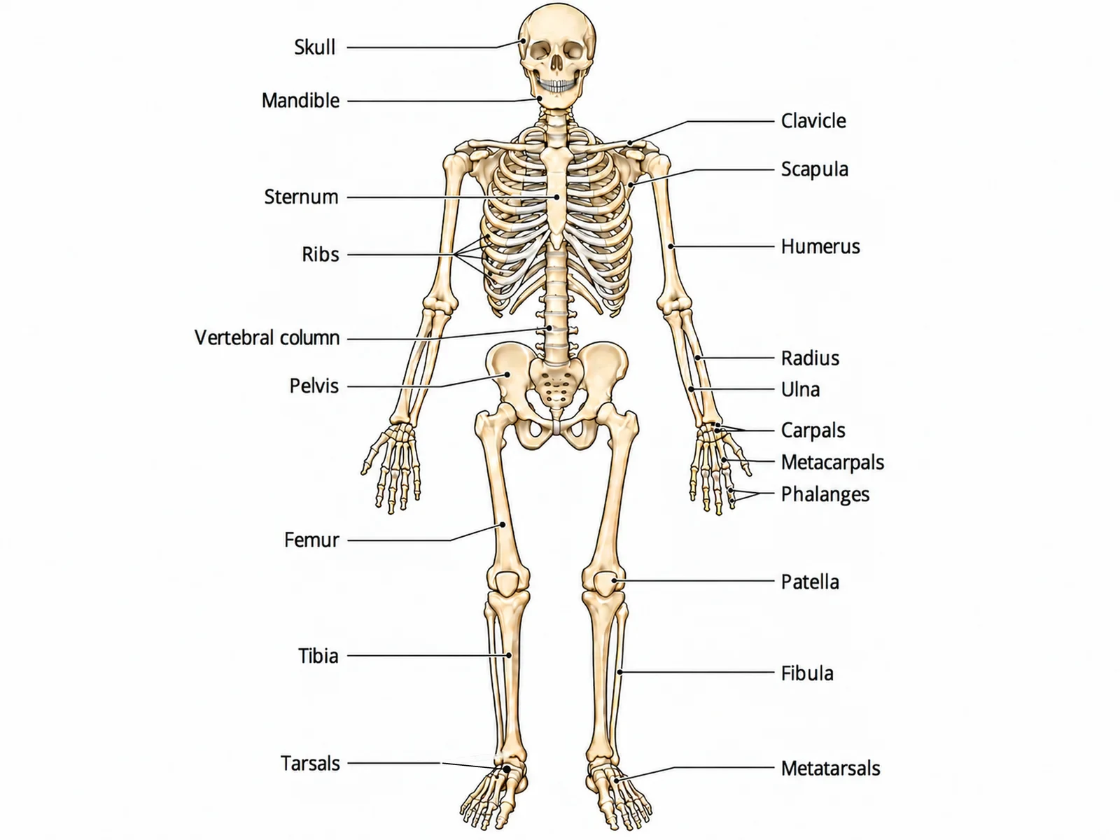 Skeletal System Diagram Generator preview