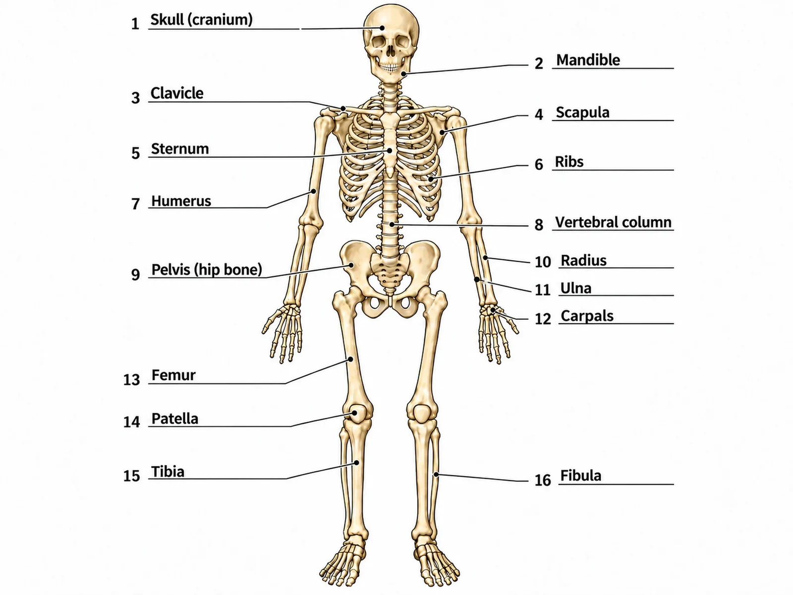 Answer key for the blank skeleton worksheet, with the same sixteen numbered lines filled in from skull and mandible down to tibia and fibula