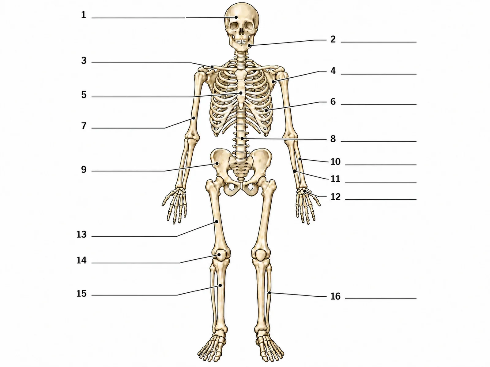 Blank unlabeled skeleton diagram worksheet with sixteen numbered leader lines ending at empty answer lines and no bone names