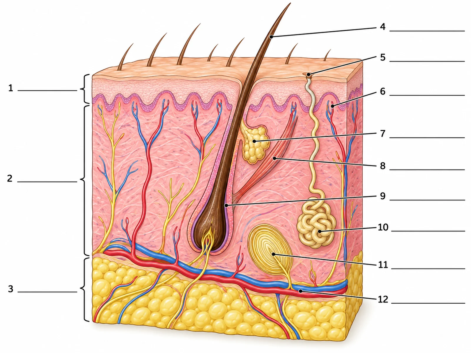 Skin diagram without labels: a blank skin cross section worksheet with three layer brackets and nine numbered leader lines ending at empty answer lines