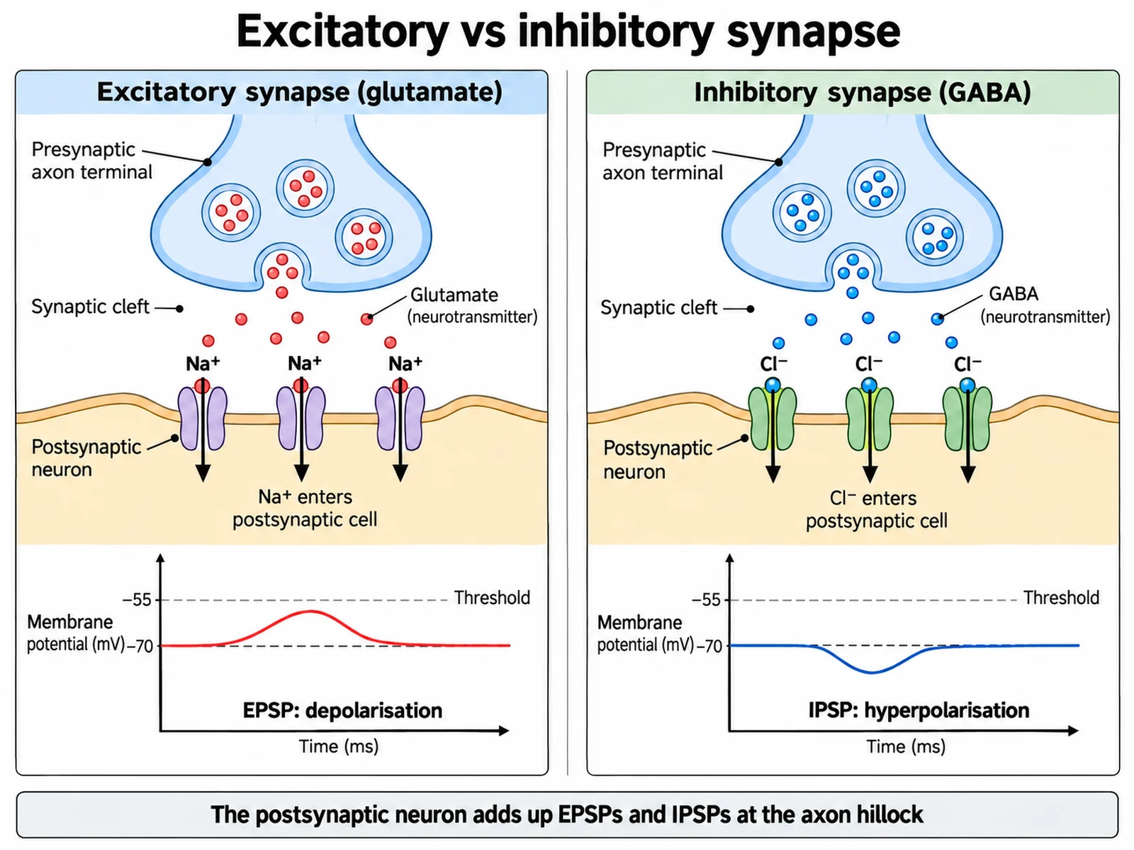 Comparison of an excitatory glutamate synapse where Na+ enters and causes an EPSP with an inhibitory GABA synapse where Cl- enters and causes an IPSP