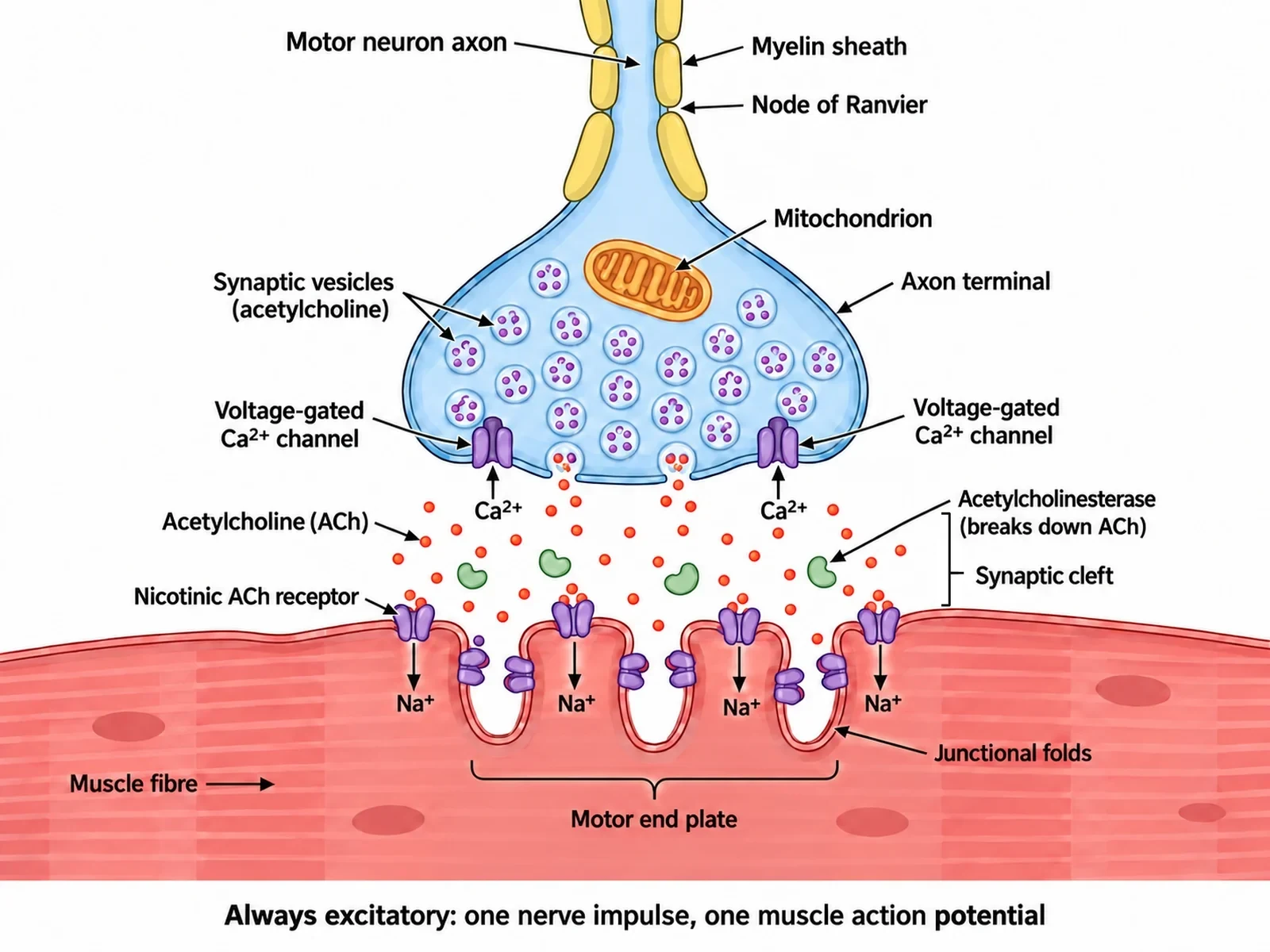 Labeled neuromuscular junction diagram showing a motor neuron axon terminal releasing acetylcholine onto nicotinic receptors on the junctional folds of the motor end plate, with acetylcholinesterase in the cleft