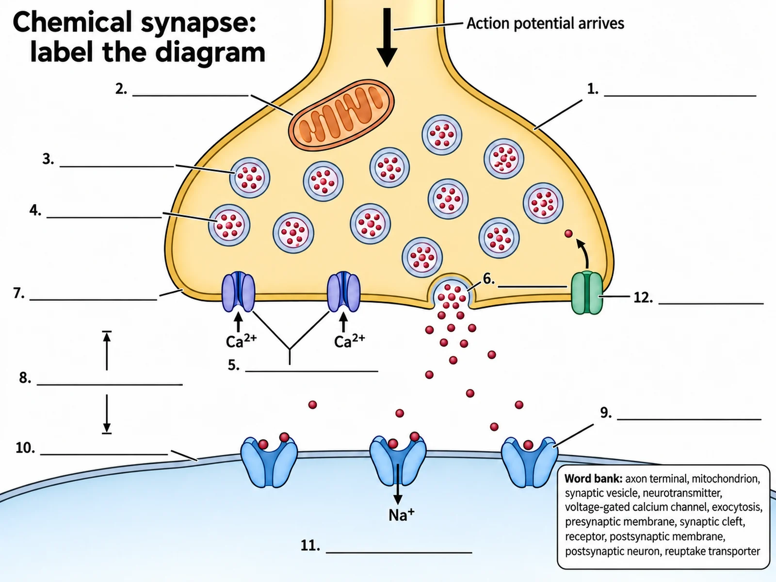 Blank synapse diagram worksheet with the axon terminal, vesicles, synaptic cleft, and receptors drawn and twelve numbered answer lines in place of the labels, with a word bank
