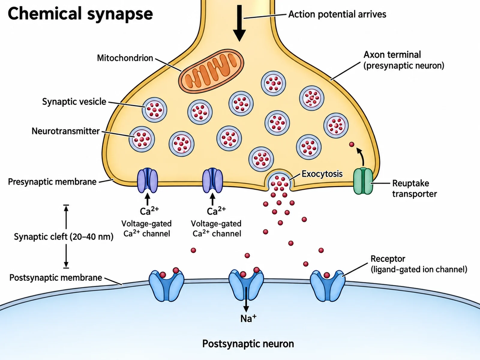 Synapse Diagram: Labeled Synapse & Blank | SciFigure AI